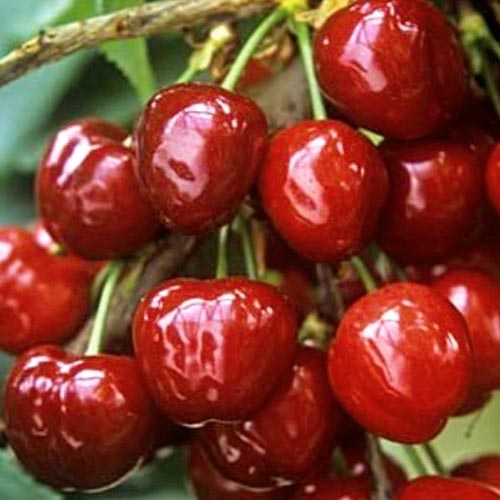 Черешня Крупноплодная